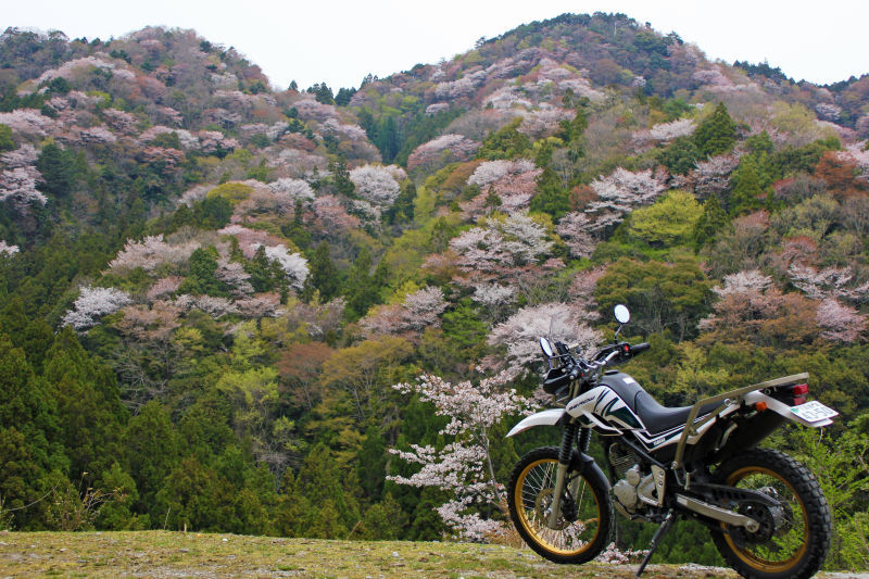 山桜とセロー