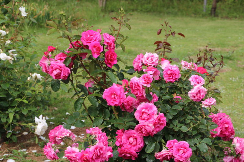 美の女神 ビーナスの花 薔薇 ウェビックコミュニティ