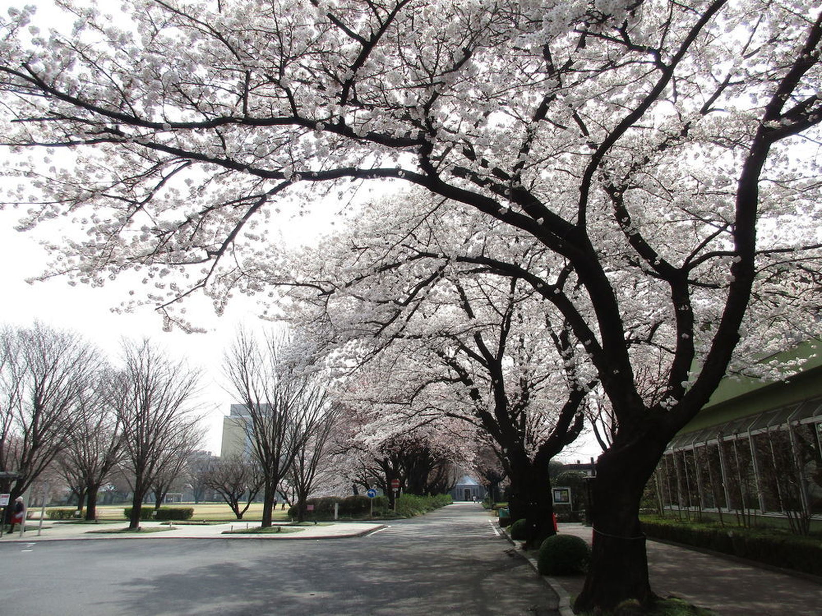 南関東 春の花めぐり 圧巻の花桃と女子大日本一の桜 ウェビックコミュニティ