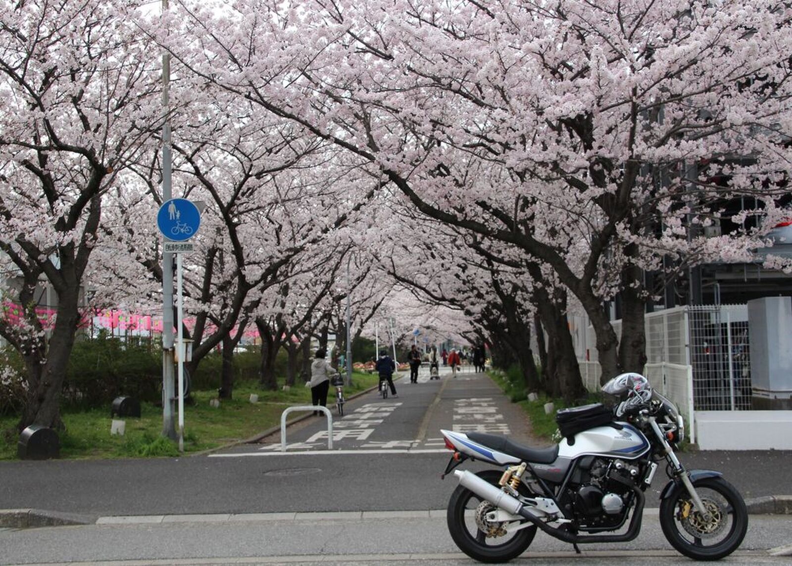 Honda Cb400スーパーフォア 千葉 桜の名所めぐり ウェビックコミュニティ