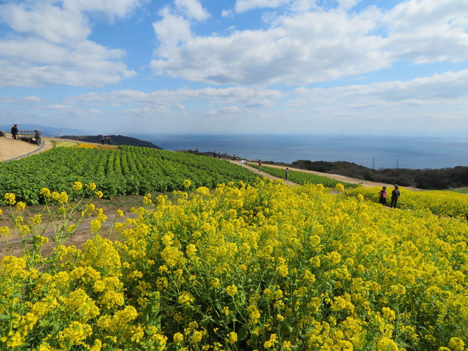 菜の花畑と淡路ビーフとマルナカで春の淡路島を満喫 ウェビックコミュニティ