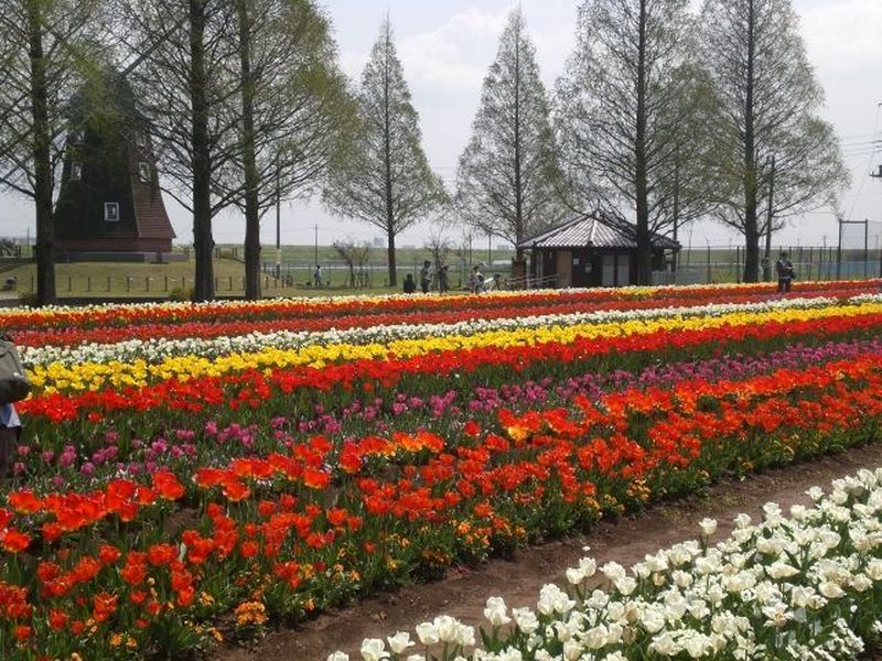 チューリップすごく綺麗ですよ あけぼの山公園 ウェビックコミュニティ