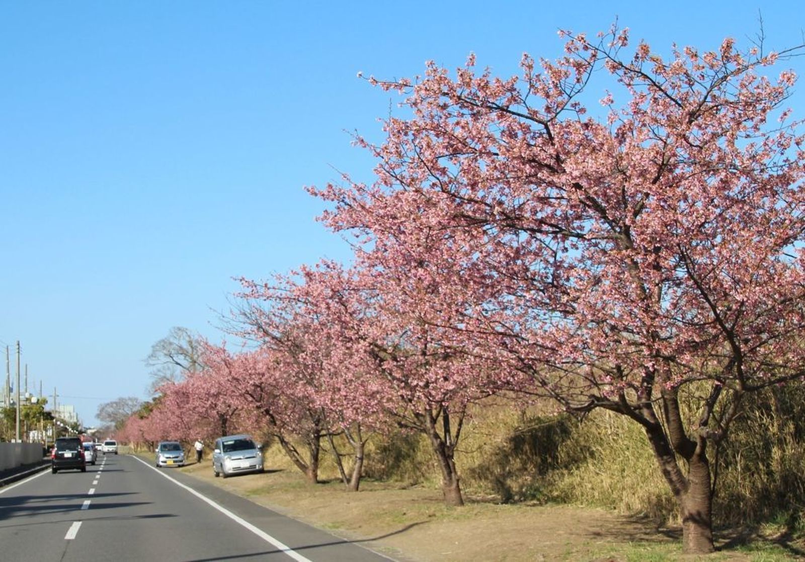 桜満開 春の九十九里浜ドライブウェイへ ウェビックコミュニティ