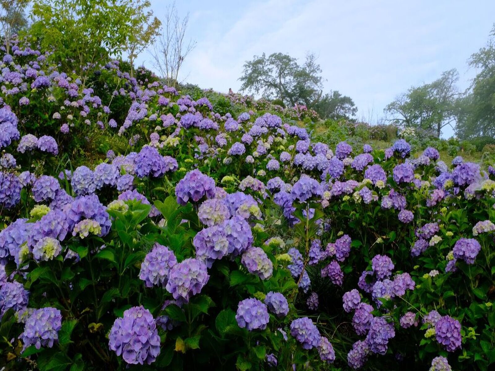 Sonota その他 6 27 美の山公園 紫陽花 ウェビックコミュニティ