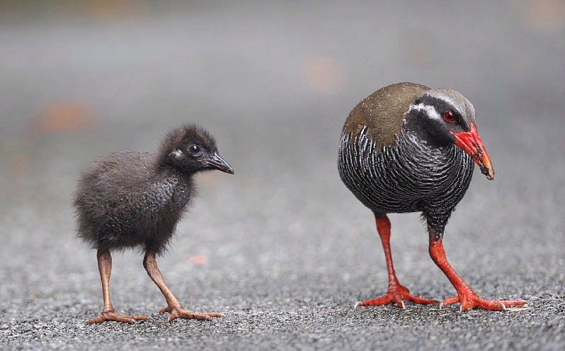 ヤンバルクイナに会いに行こう ウェビックコミュニティ