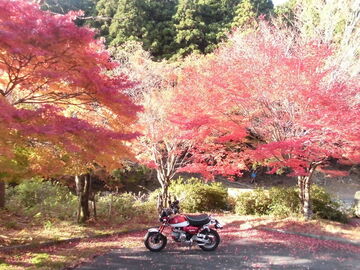 Honda モンキー125 今が旬 年11月12日三重御在所岳鈴鹿スカイライン紅葉ツーリング ウェビックコミュニティ