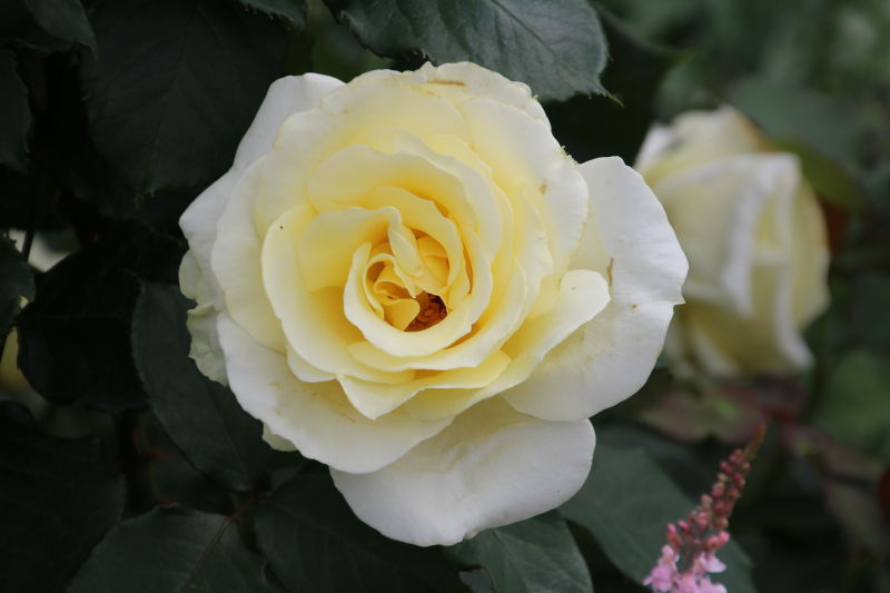 美の女神 ビーナスの花 薔薇 ウェビックコミュニティ