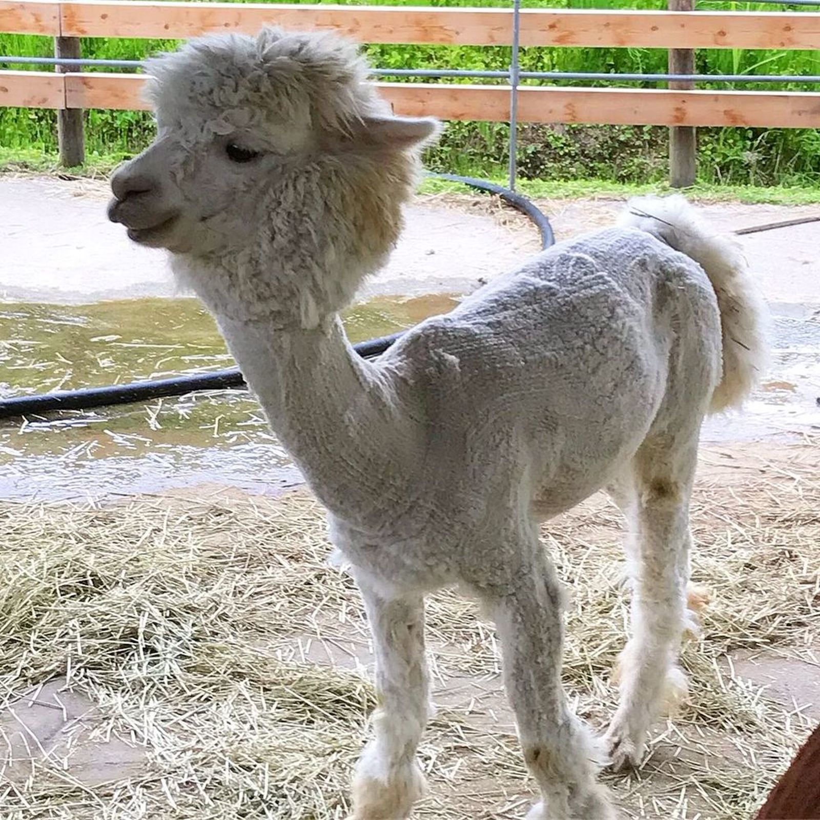 19 06 09 日曜日はアルパカ牧場に行ってきました O O ﾆｺ ウェビックコミュニティ